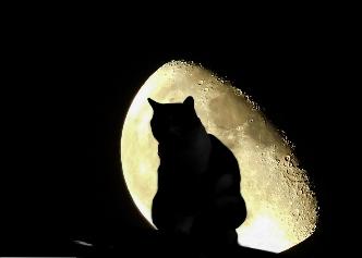 The Cat and the Moon