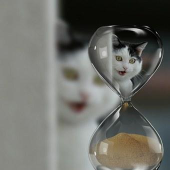 Il gatto e il tempo