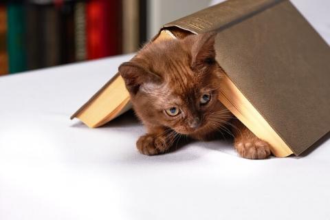 Gatto alle prese col libro